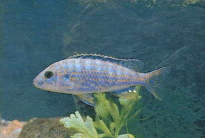 Ситцевый меланохромис, или жемчужина Ликома (Melanochromis exasperatus)