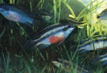 Цихлида-попугай (Pelvicachromis pulcher)