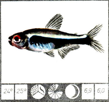 Черный неон (Hyphessobrycon herbertaxelrodi)