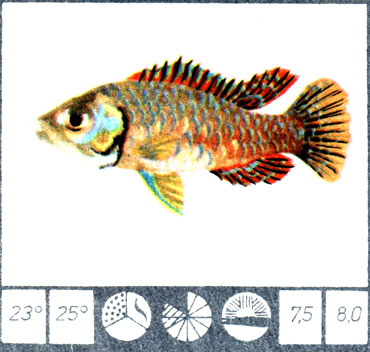 Hemihaplochromis multicolor (Hilgendorf)