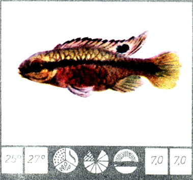 Рыба-попугай - Pelmatochromis (Pelvicachromis) Pulcher (Boulenger)