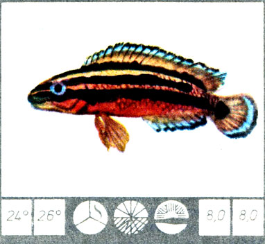 Julidochromis ornatus boulenger