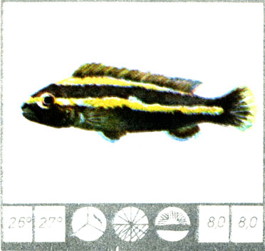 Pseudotropheus auratus (Boulenger)