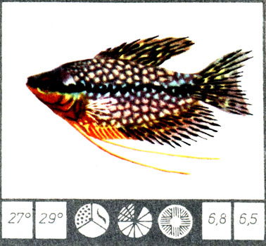 Жемчужный гурами - Trichogaster leeri (Bleeker)