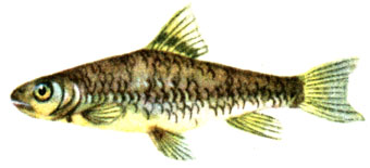 Дискогнат - Discognathichthys rossicus (A. Nikolsky)
