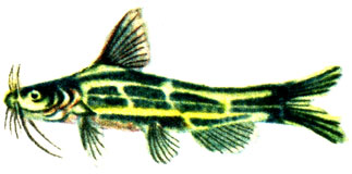 Косатка-скрипун - Pseudobagrus fulvidraco (Richardson)