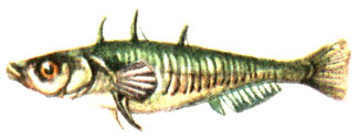 Трехиглая колюшка - Gasterosteus aculeatus linne