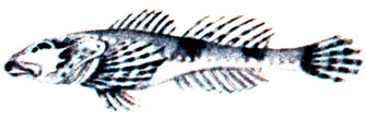 Амурская широколобка - Mesocottus haitej (Dybowski)