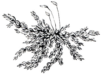 Яванский мох - Vesicularia dubyana (С. Müller) brotherus