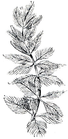 Перистолистник бразильский - Myriophyllum brasiliense cambessedes