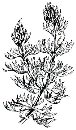 Роголистник темно-зеленый - Ceratophyllum demersum linns