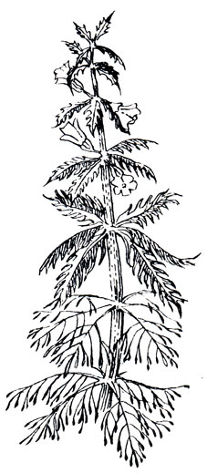 Лимнофила разнолистная - Limnophila heterophylla bentham