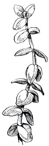 Bacopa carouniana (Walt) robinson