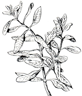 Гигрофила многосемейная, син. гигрофила - Hygrophila polysperma (Roxburgh) Т. andersen
