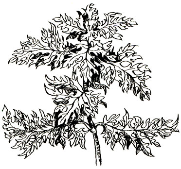 Синема - Synnema triflorum (Roxb. ex nees) O. kuntze
