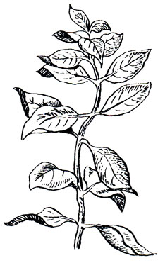 Людвигия - Ludwigia palustris (Linne) elliot