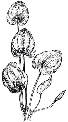 Эхинодорус - Echinodorus