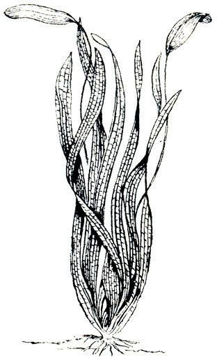 Стрелолист шиловидный - Sagittaria subulata (Linns) buchenau