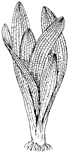Стрелолист широколистный - Sagittaria platyphylla (Engelmann) smith