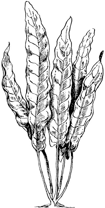 Барклайя - Barclaya longifolia wallich