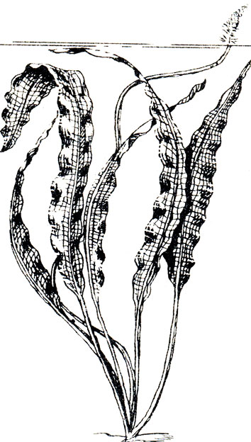 Aponogeton crispus thunberg