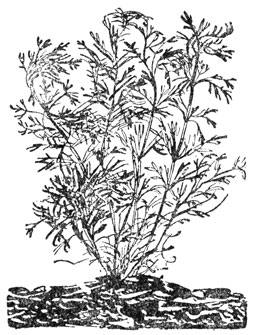 Ambulia heterophyla