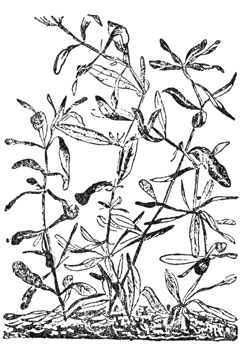 Hygrophila polysperma