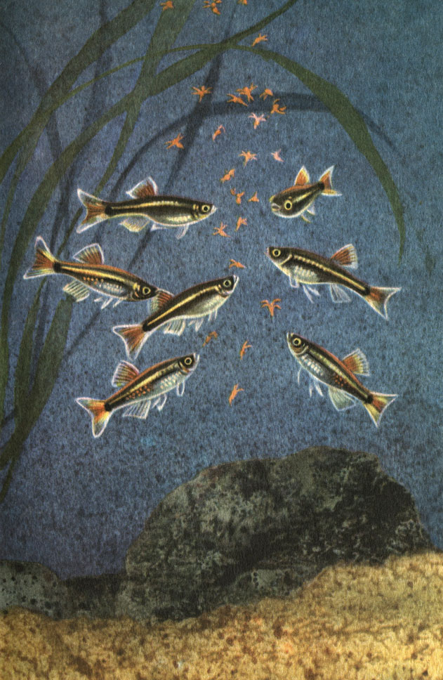Tanichthys albonubes Lin-Shu-Yen. 