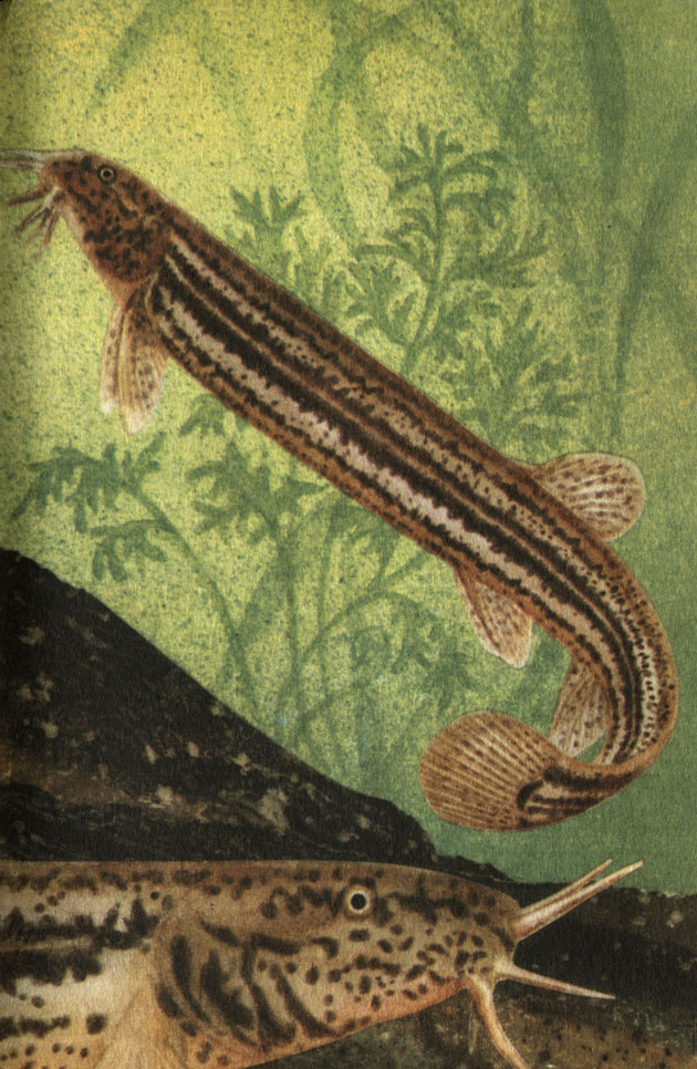 Misgurnus fossilis (Linné). 