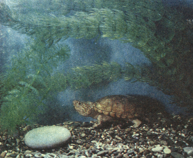 Иловая черепаха Kinostemon subrurum (самец). Очень любит разгрызать больших прудовиков, которых превосходит по величине всего лишь в полтора раза