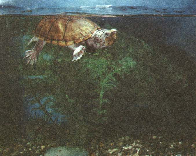 Малая мускусная черепаха Stemothenis minor. Развитые перепонки между пальцами свидетельствуют о том, что эти черепахи хорошо плавают, но все же они предпочитают ходить по дну