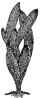 Рис. 46. Сагиттария широколистая