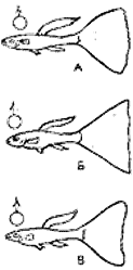 Рис. 79. Схема крупноплавничных самцов гуппи: А - веерохвостый, Б - веерохвостый обрезной (триангель), В - юбочный (вуалевый)