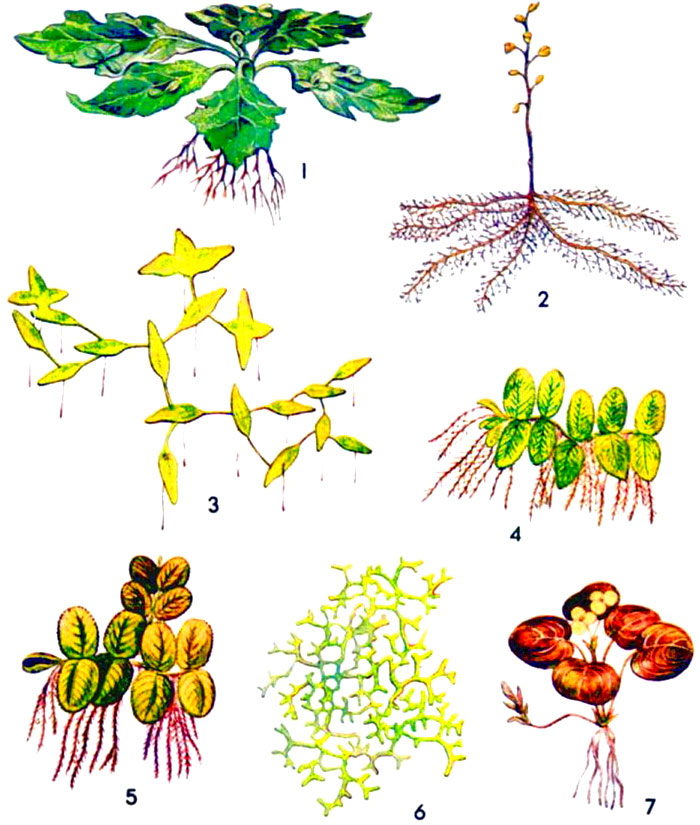 Растения, плавающие на поверхности воды: 1 - водяная капуста; 2 - пузырчатка обыкновенная; 3 - ряска трехдольная; 4 - сальвиния плавающая; 5 -сальвиния ушастая; 6 - риччия; 7 - водокрас (лягушечник)