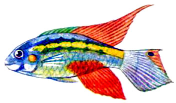 Пельматохромис крибензис (рыба-попугай)