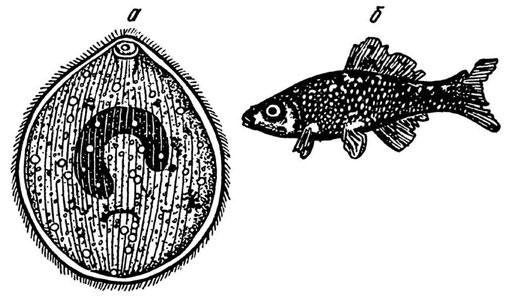 Рис. 20. а - ихтиофтириус; б - рыба, пораженная ихтиофтириазисом