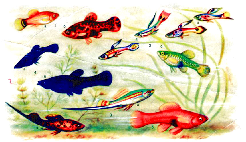 Живородящие рыбки (а - самцы, б - самки): 1 - плятипецилии; 2 - гуппи; 3 - меченосцы; 4 - моллиенизии 'Черная Молли'