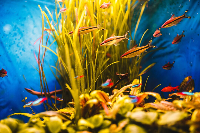 https://ru.freepik.com/free-photo/orange-fish-swim-blue-aquarium_1621911.htm#fromView=search&page=1&position=33&uuid=b0037b9d-9c04-40ac-b7d3-b6f94afea18d&query=%D0%B0%D0%BA%D0%B2%D0%B0%D1%80%D0%B8%D1%83%D0%BC%D0%BD%D0%B0%D1%8F+%D1%82%D0%B5%D1%80%D0%B0%D0%BF%D0%B8%D1%8F