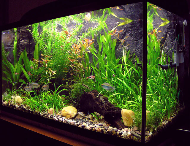         - https://upload.wikimedia.org/wikipedia/commons/thumb/a/a8/Amaterske_akvarium.jpg/1280px-Amaterske_akvarium.jpg